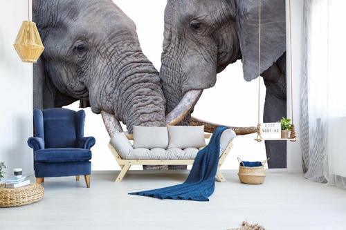 Vlies Fototapete - Verliebte Elefanten 375 x 250 cm
